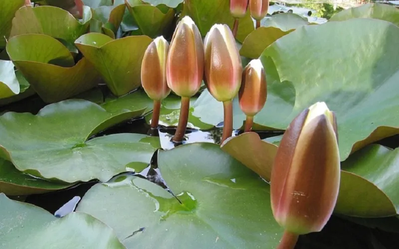 ইসি'র প্রতীকের তালিকায় যুক্ত হলো ‘শাপলা কলি’